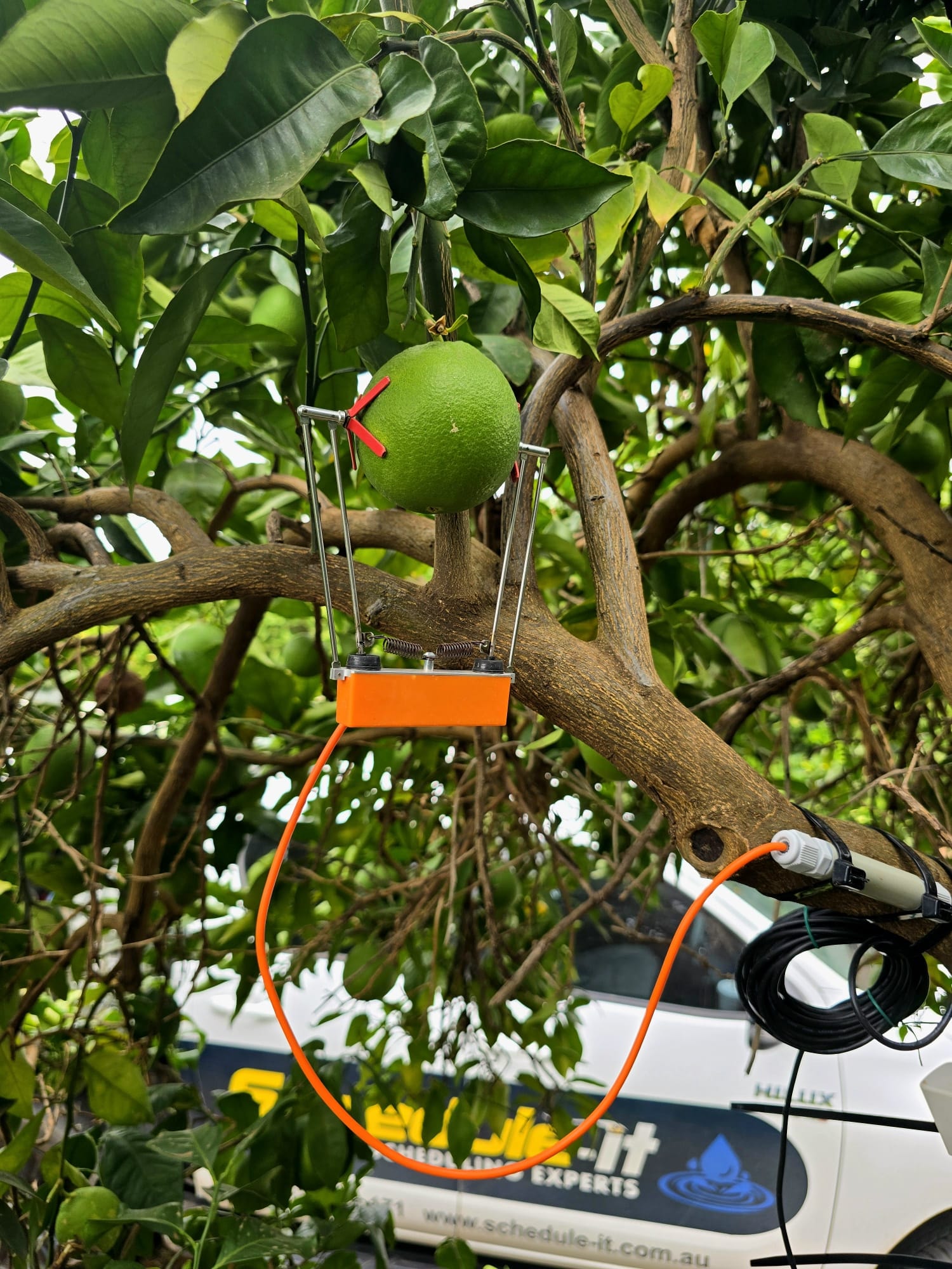 Fruit-Sizing Dendrometers